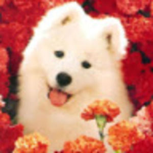 Meet your Posher, Evadulia